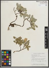 Foto von Salix myrtillifolia Anderson